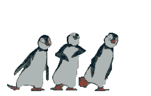 A front view of a penguin