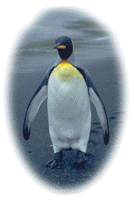 Penguin